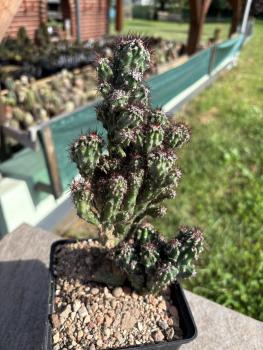 Cereus peruvianus v. monstrosus